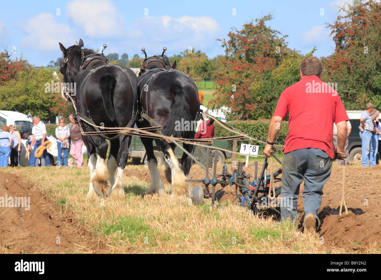 Horses. Competitor ploughing with two Shire horses at the All Wales Vintage Ploughing Match. Near Walton, Powys, Wales. Stock Photo