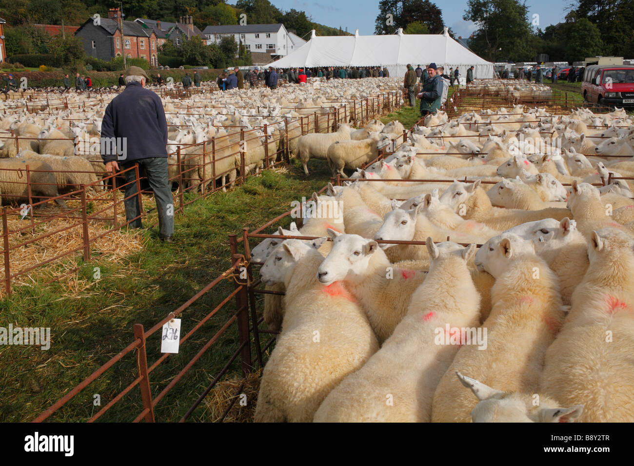 Welsh Mountain ewes at a breeding sheep fair. Llanidloes, Powys, Wales. October 2008 Stock Photo