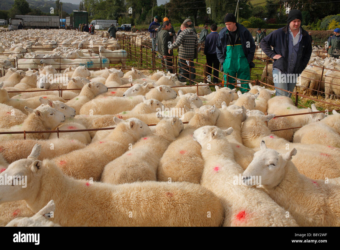Farmers examining Welsh Mountain ewes at a breeding sheep fair. Llanidloes, Powys, Wales. October 2008 Stock Photo