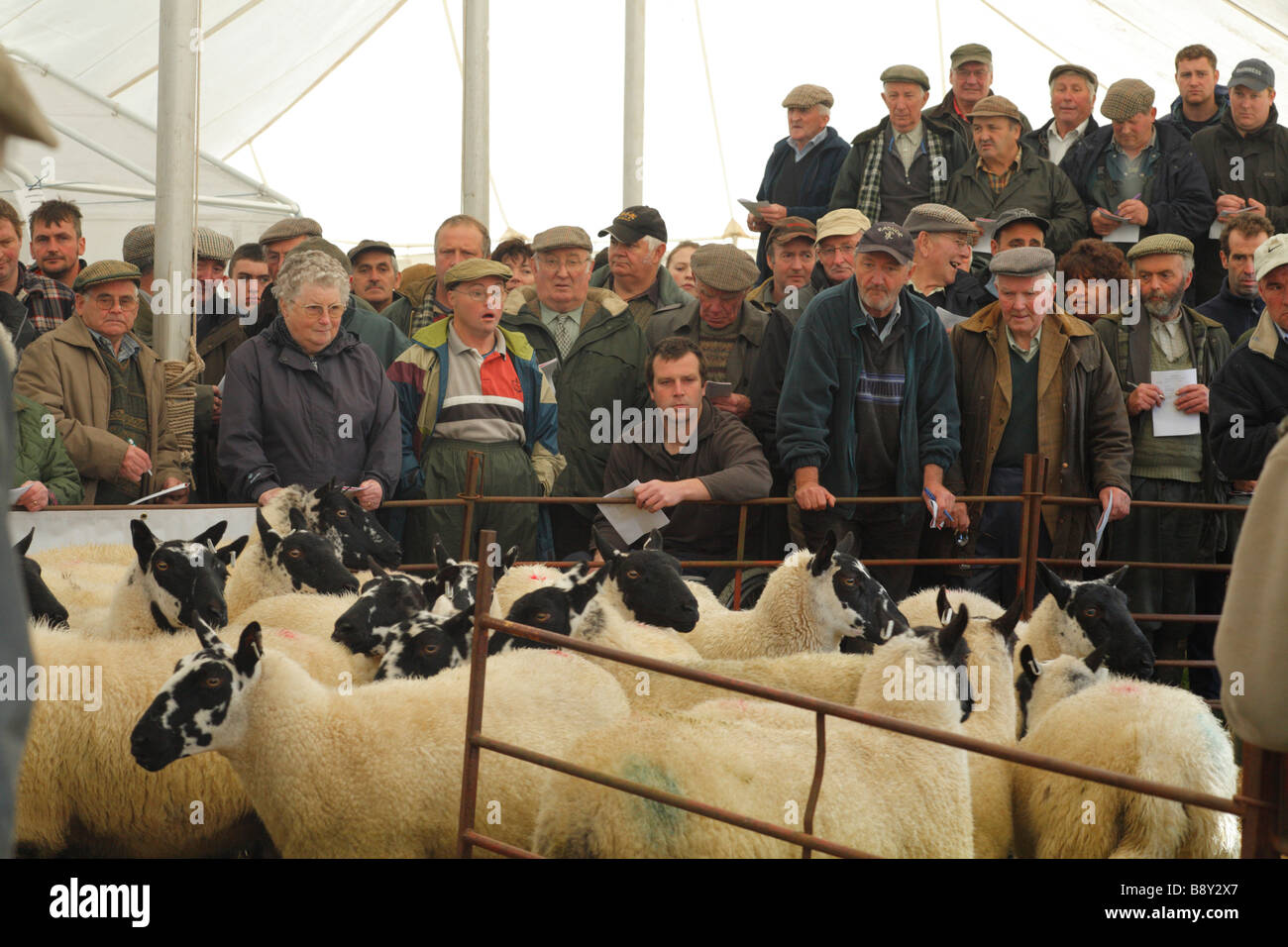 Farmers at the auction ring of a breeding sheep fair. Llanidloes, Powys, Wales. October 2008 Stock Photo