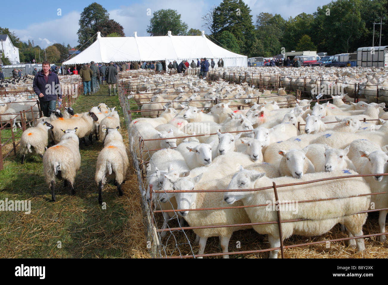 Welsh mountain ewes awaiting sale at a breeding sheep fair. Llanidloes, Powys, Wales. October 2008 Stock Photo