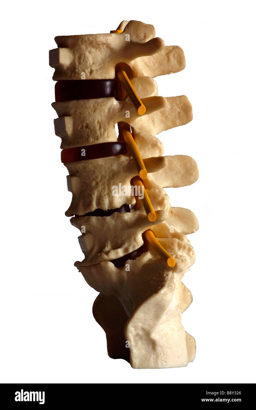 Anatomical model of human spine Stock Photo