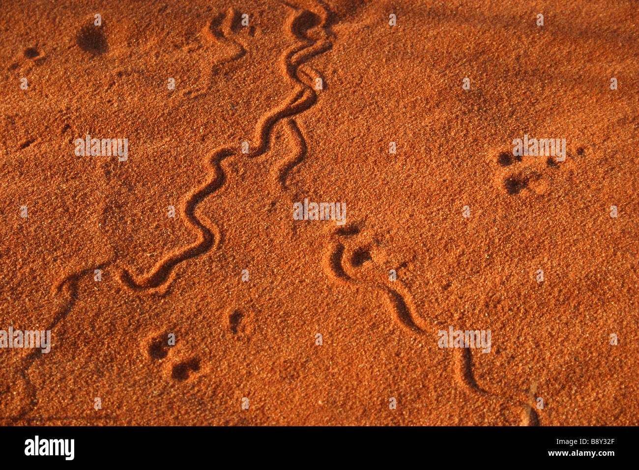 Desert animal tracks in red sand near Roxby Downs, South Australia Stock Photo