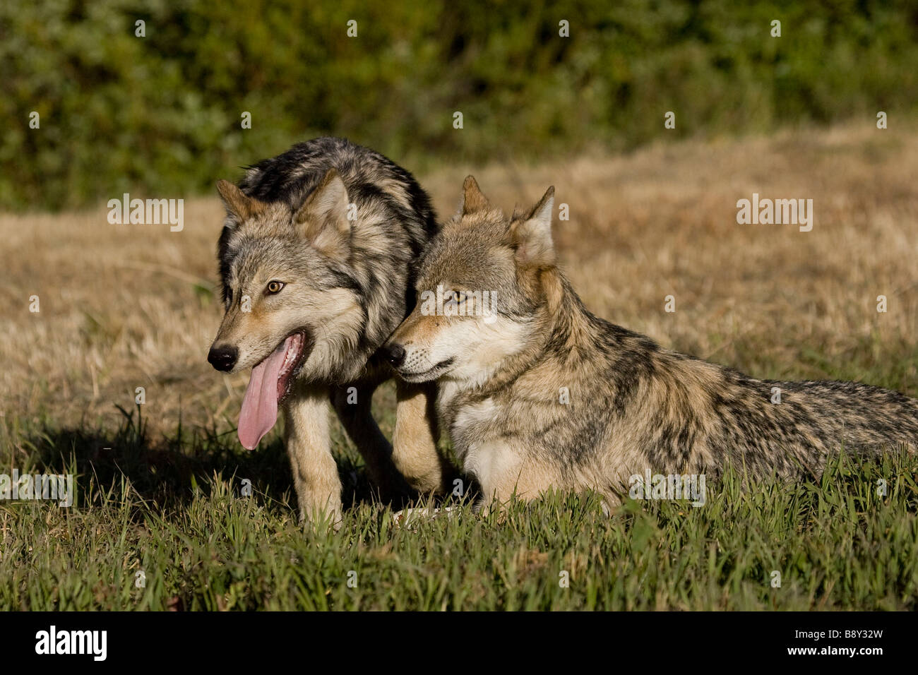 Two Wolves In A Field Stock Photo - Alamy