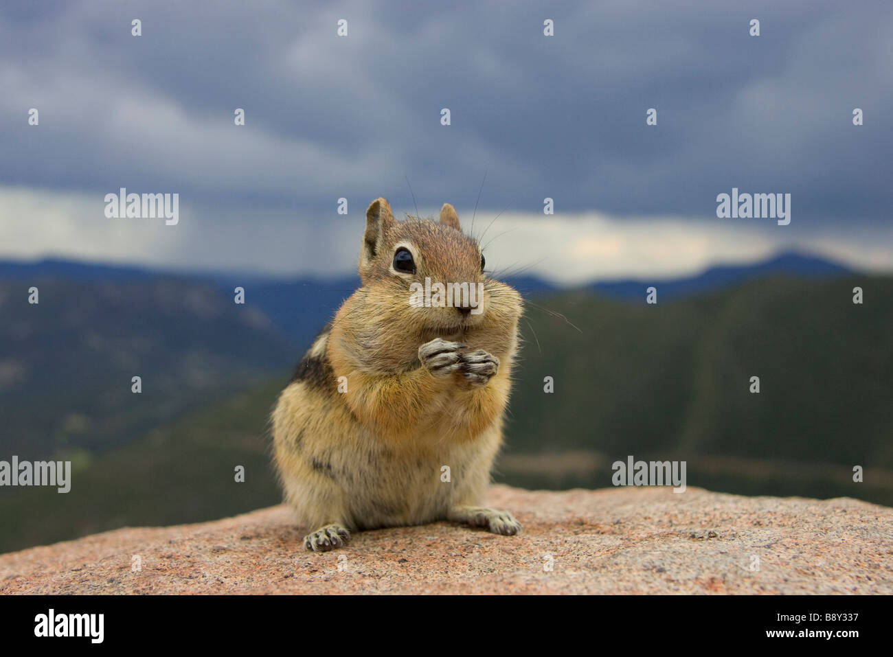 Close-up of a Golden-Mantled ground Squirrel (Spermophilus lateralis) Stock Photo