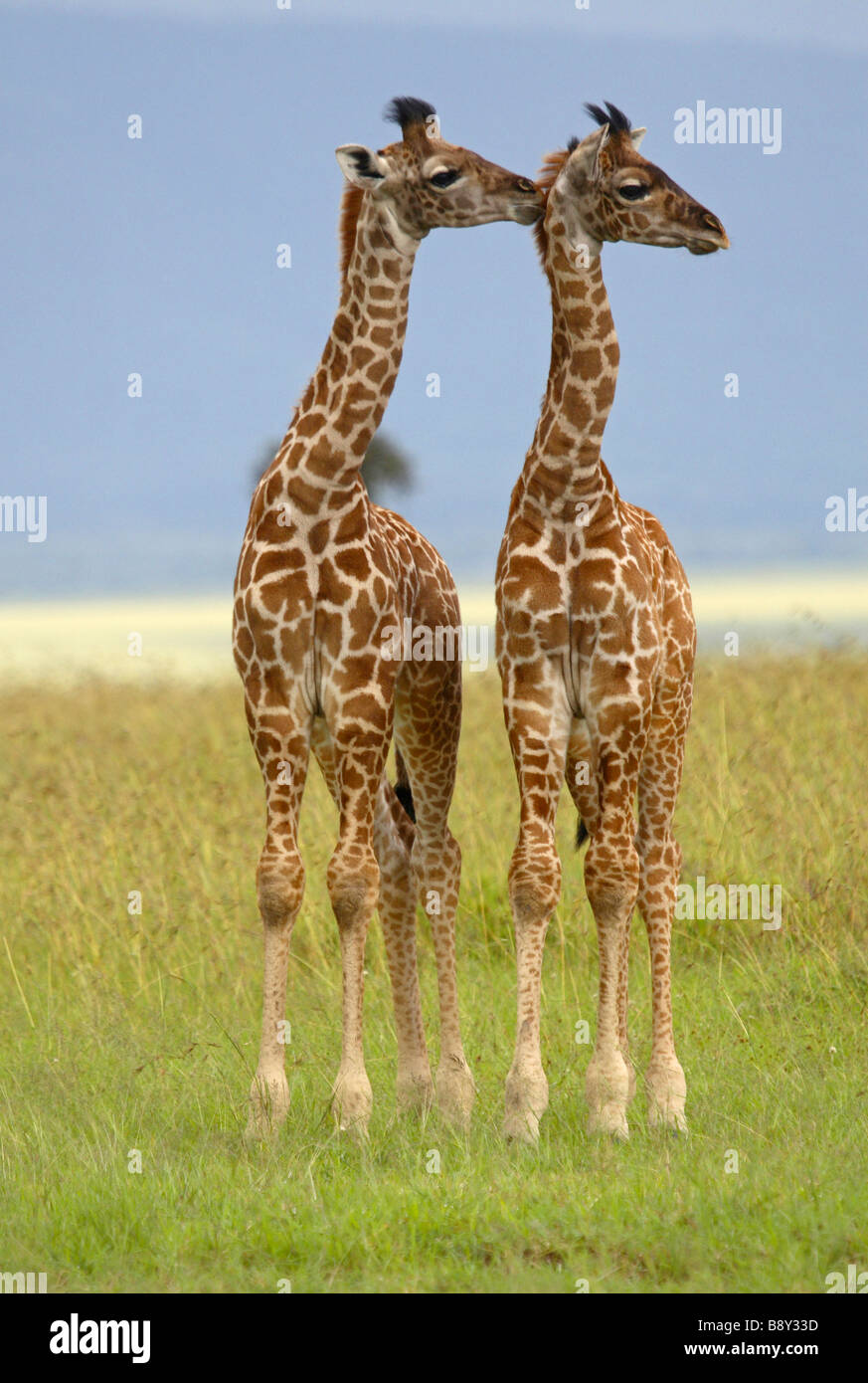 Two young giraffes hi-res stock photography and images - Alamy