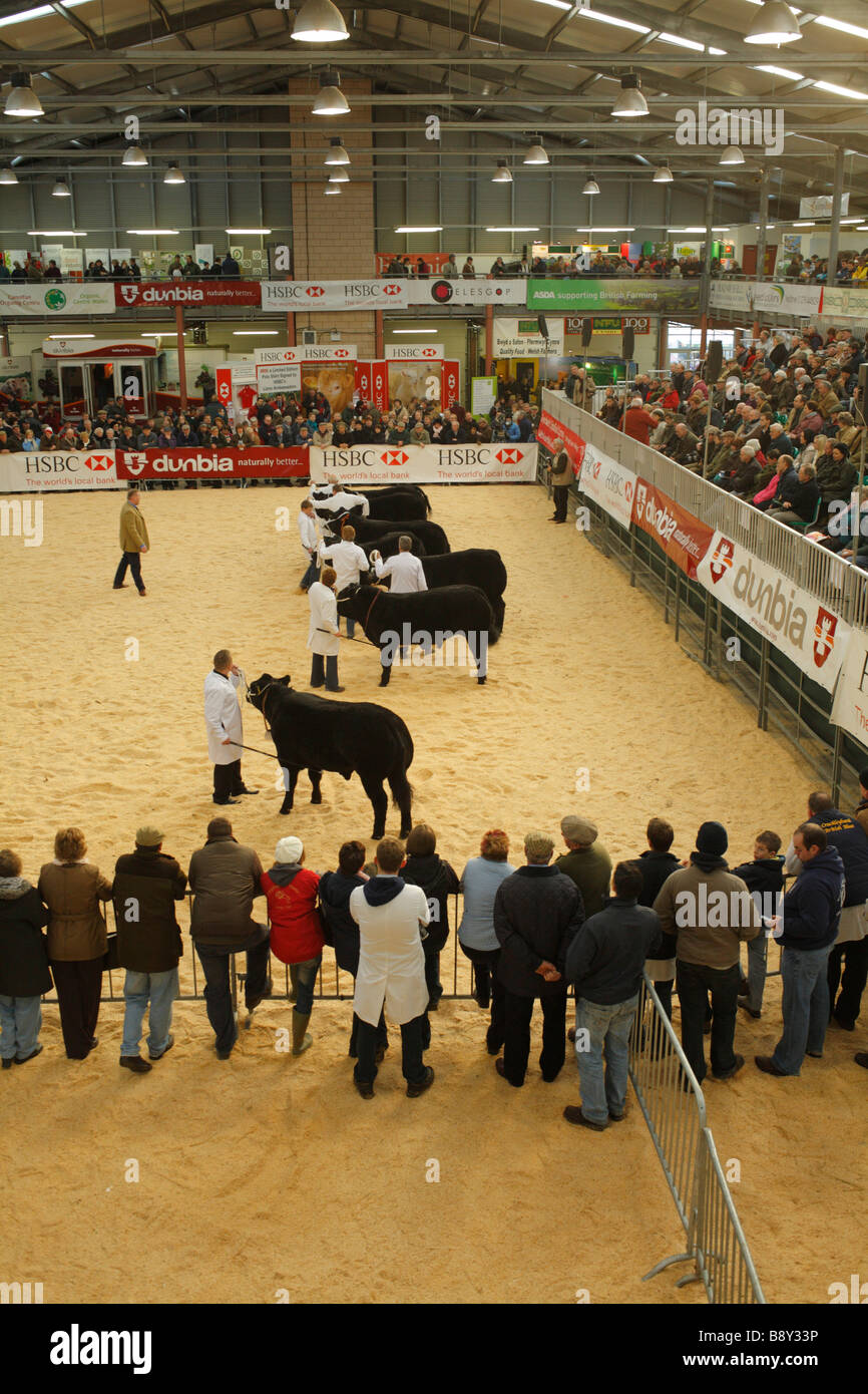 Judging in progress with one of the fat cattle classes at the Welsh Winter Agricultural Fair. Builth Wells, Powys. Stock Photo