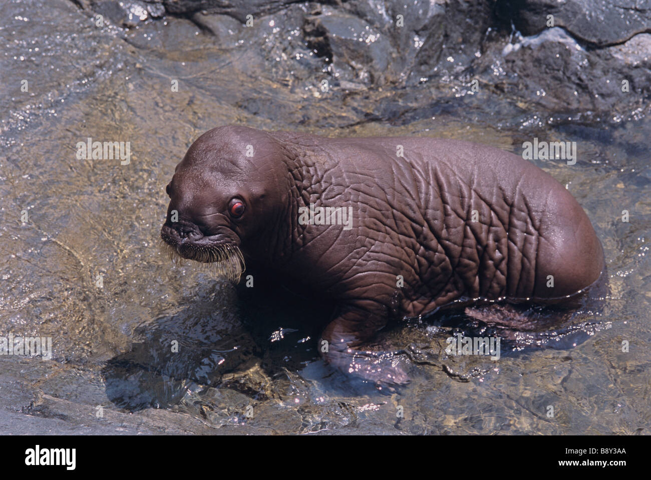 Baby walrus rock hi-res stock photography and images - Alamy