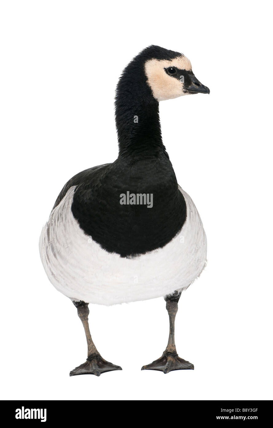 Barnacle Goose Branta leucopsis 18 months in front of a white background Stock Photo