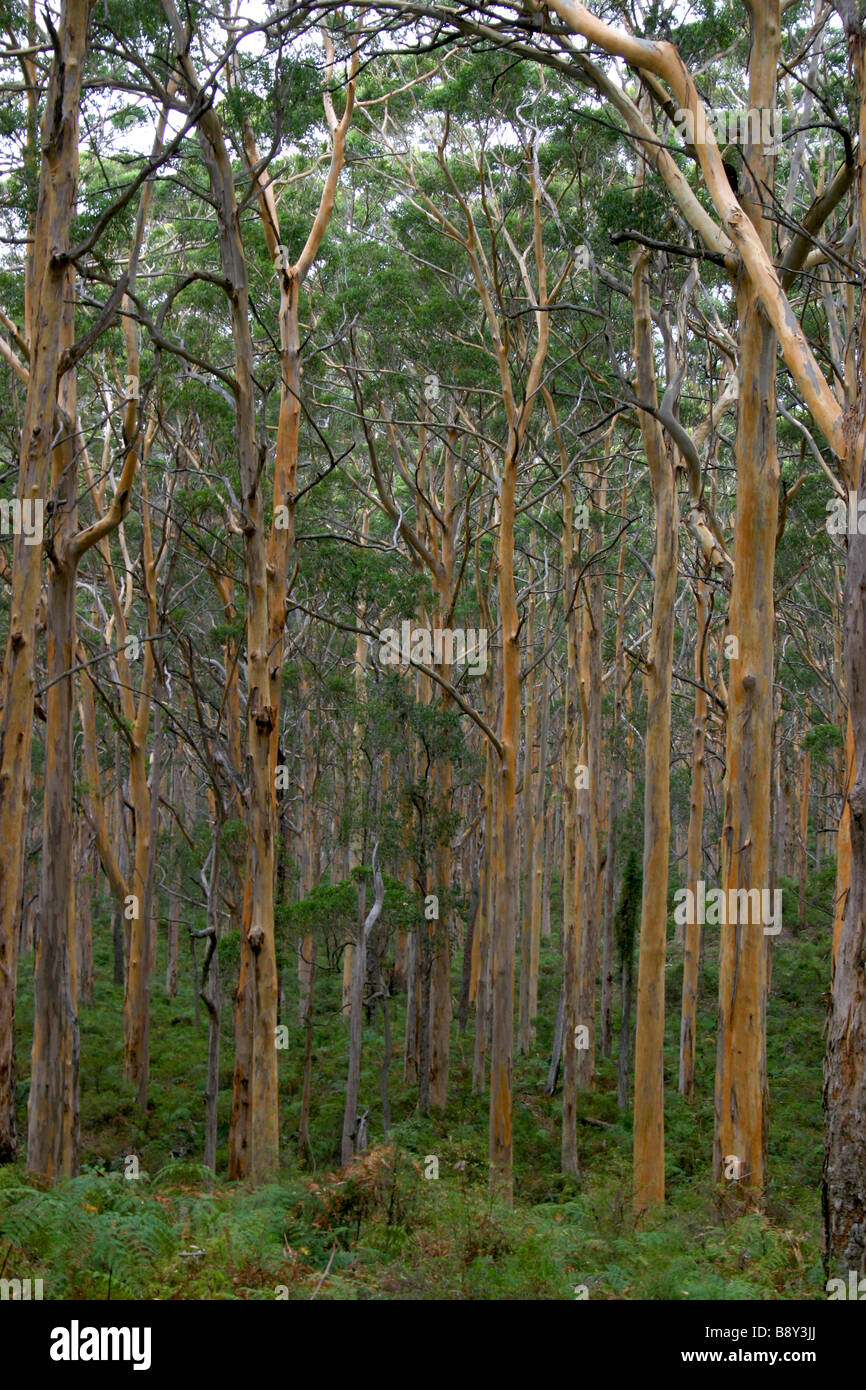 Towering Karri Forest near Pemberton in southern Western Australia Stock Photo