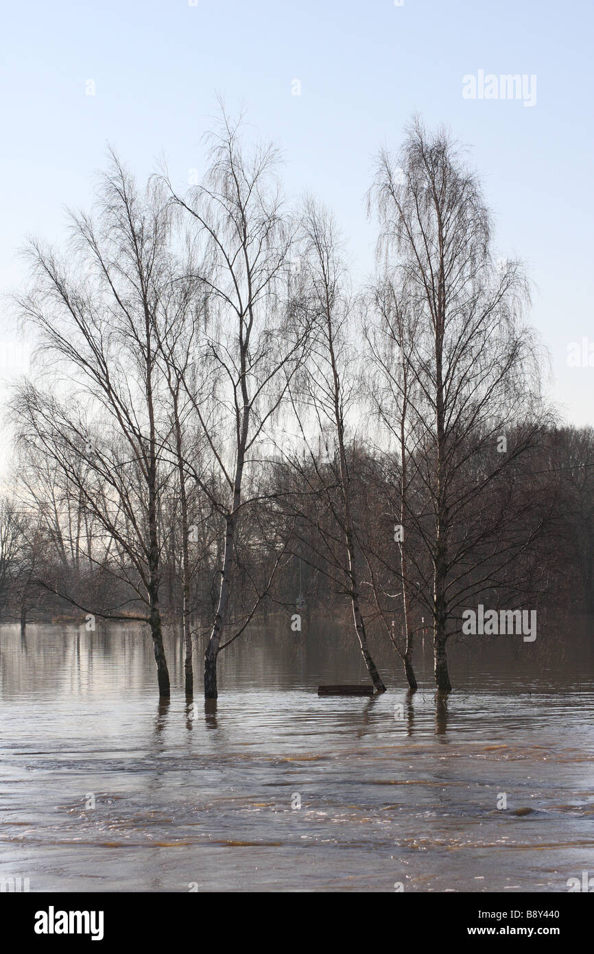 winter tree flood flooding river medway yalding kent uk europe Stock Photo