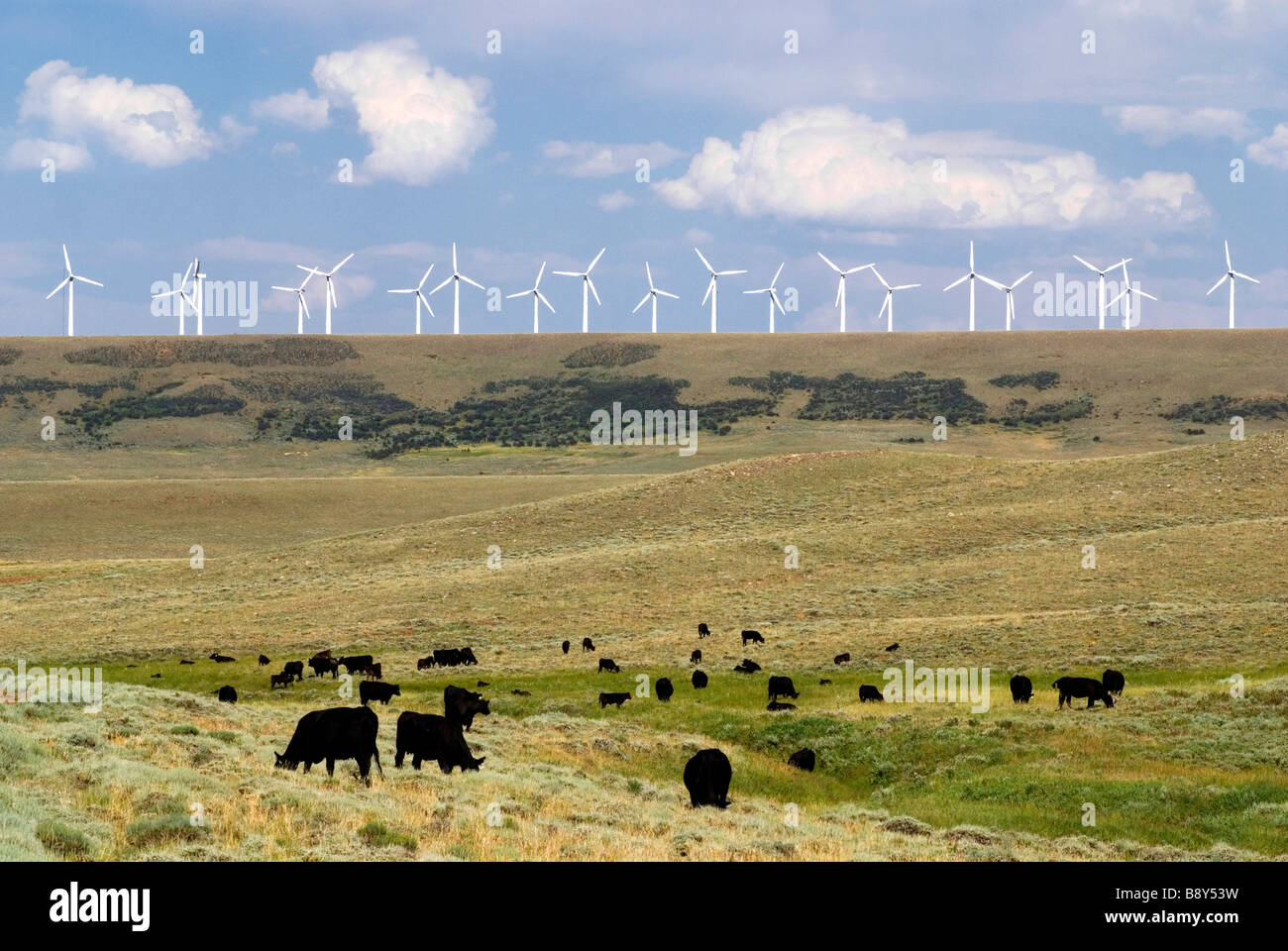 Herd of cows in the background hi-res stock photography and images - Alamy
