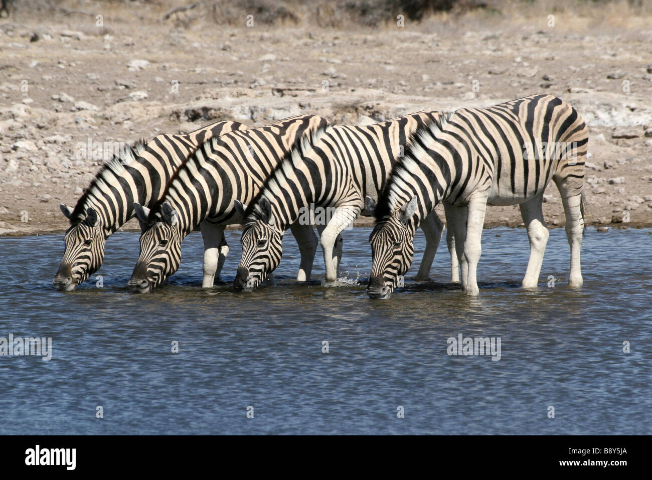 Four Plains Zebra Equus quagga burchelli Drinking At A Waterhole in Etosha NP, Namibia Stock Photo