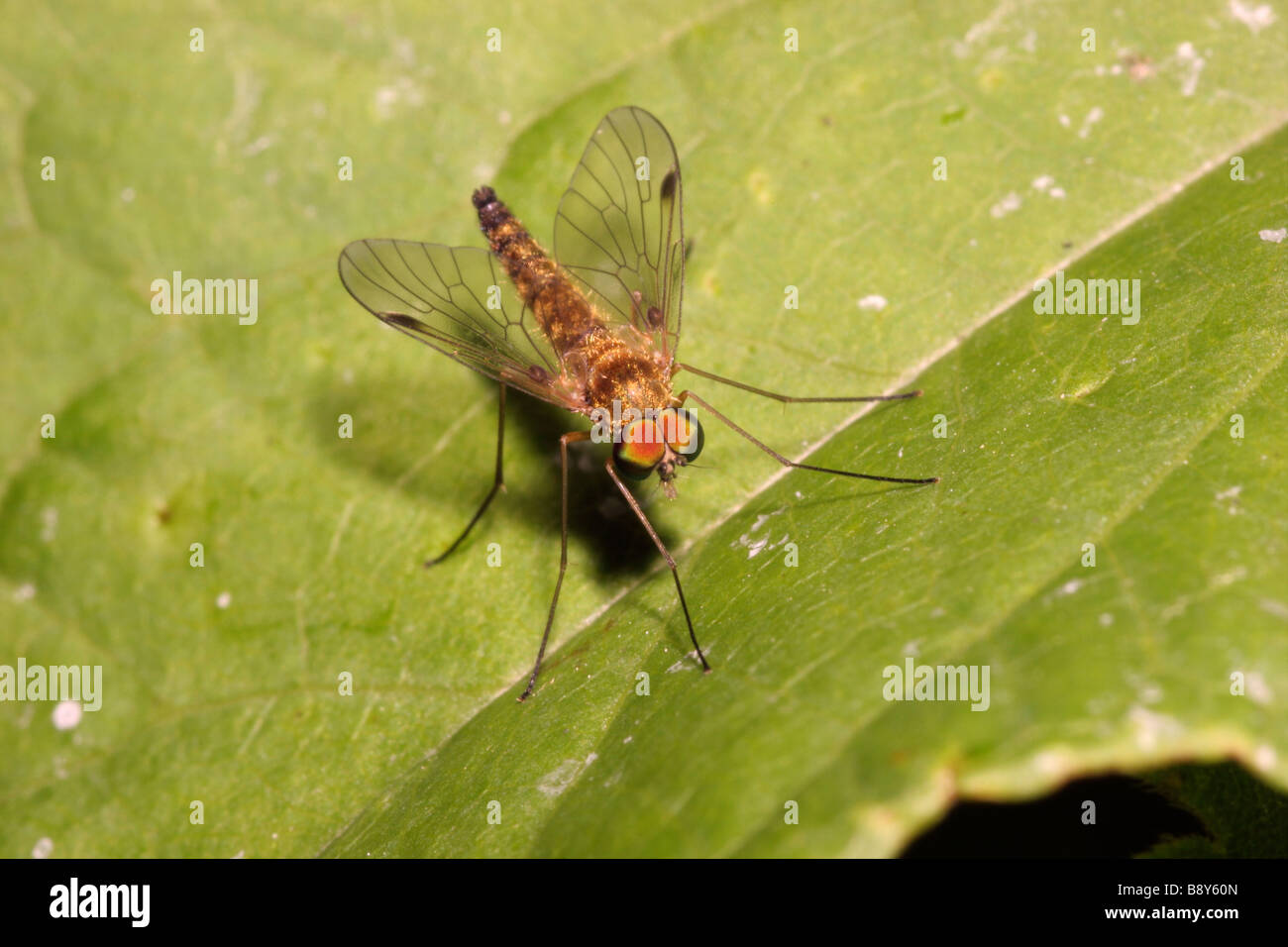 Little snipe fly Chrysopilus asiliformis Rhagionidae male UK Stock Photo