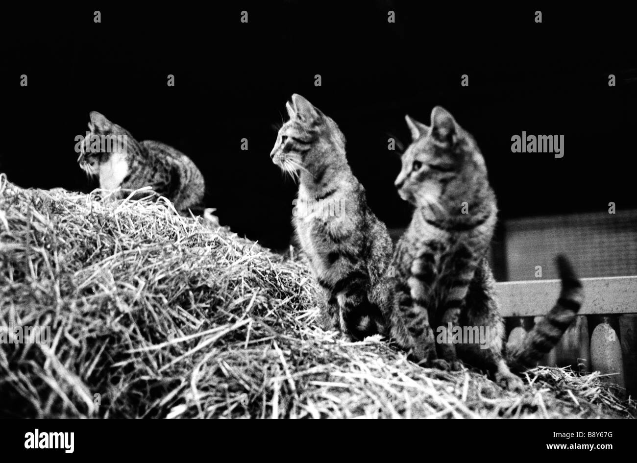 Young cats on a farm Stock Photo