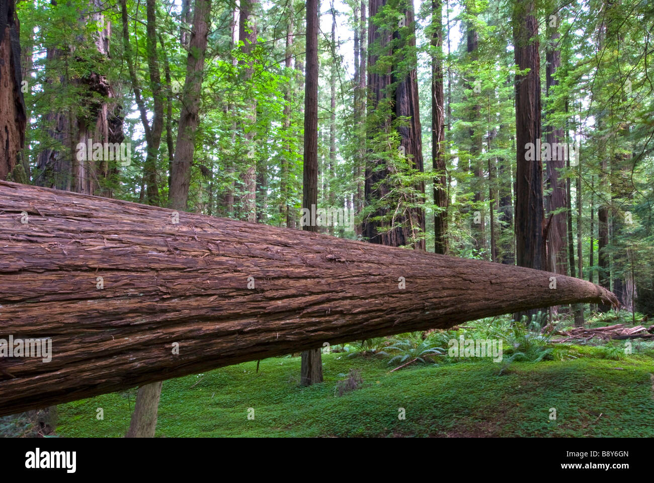 Giant Sequoia (Sequoiadendron Giganteum) Tree In A Park, Redwood ...