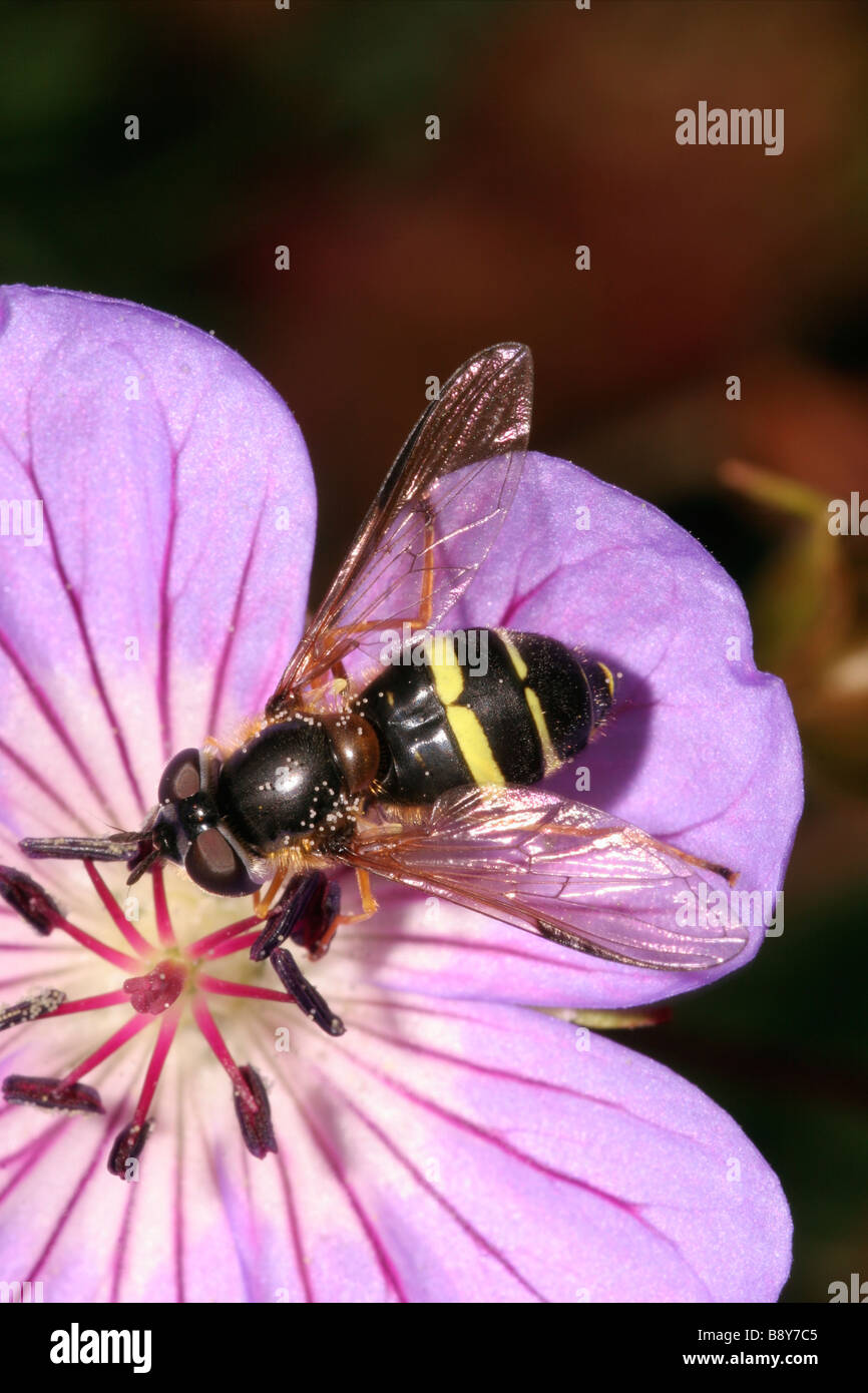 Hover fly Dasysyrphus tricinctus Syrphidae on a garden geranium UK Stock Photo