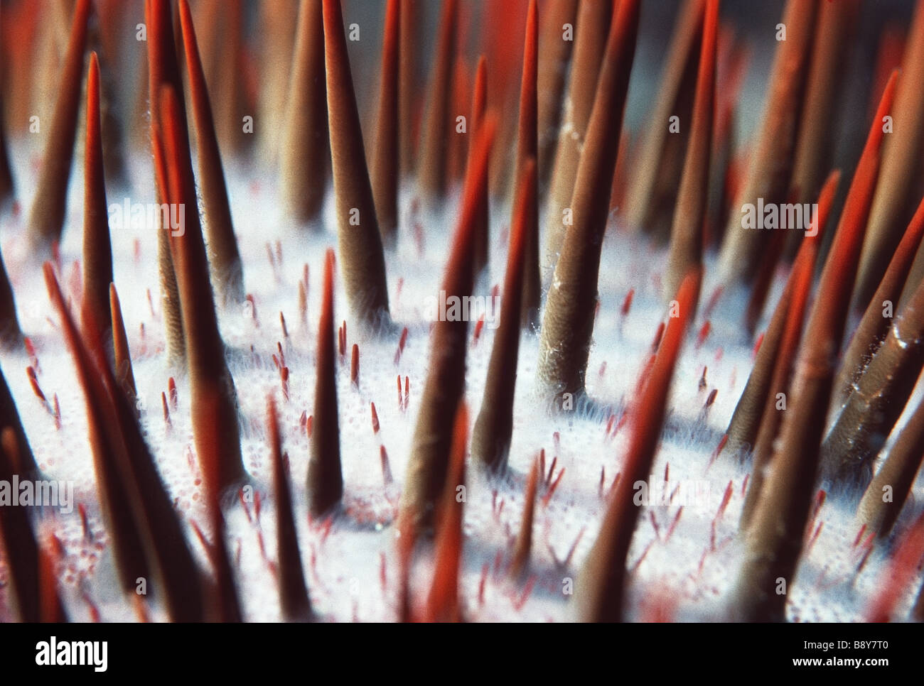 Acanthaster planci crown of thorn starfish Stock Photo - Alamy