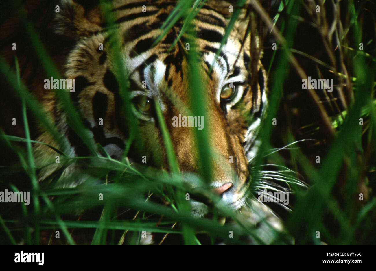 A wild bengal tiger partially hidden by vegetation in Kanha National Park, India Stock Photo