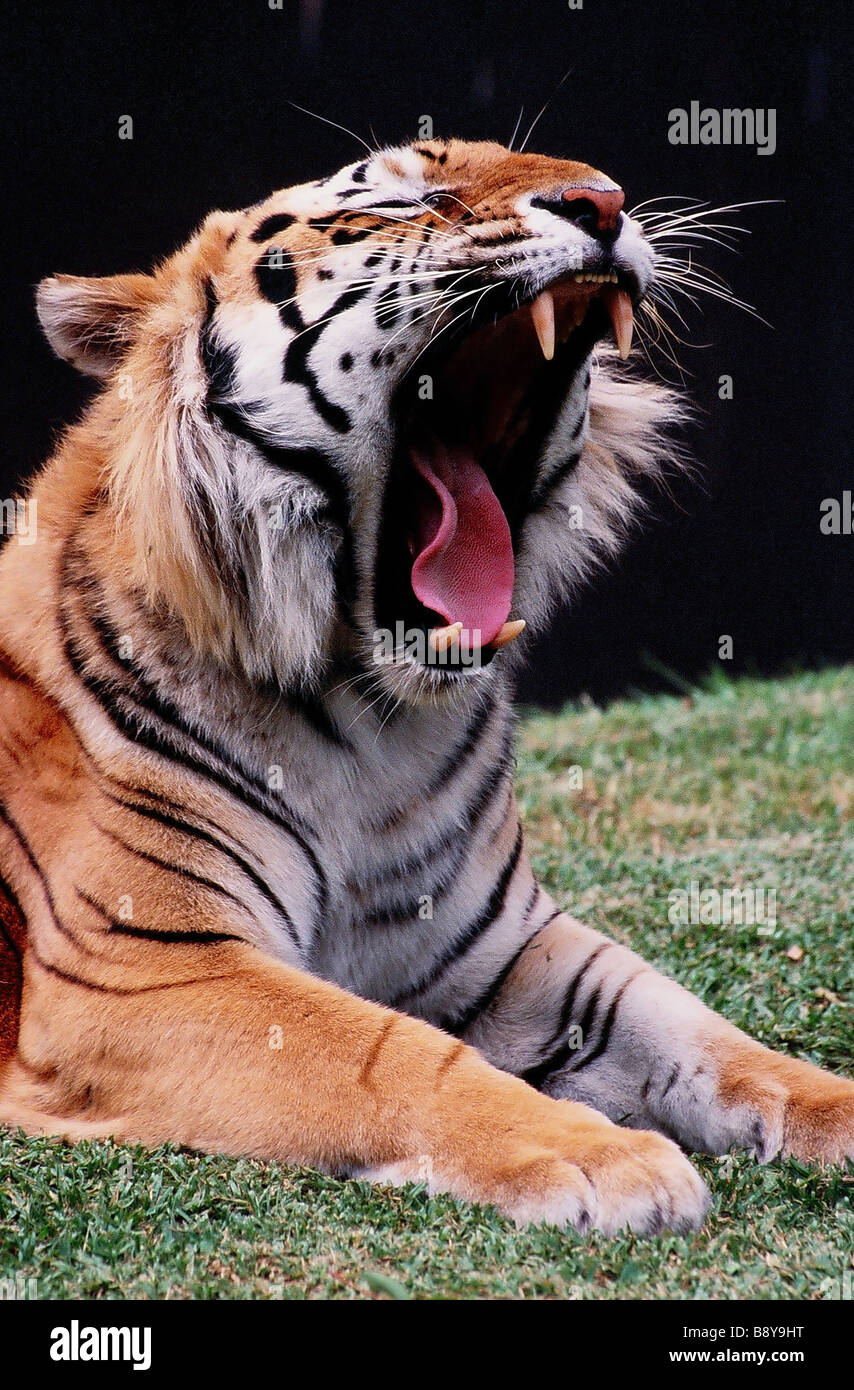 A yawning Bengal tiger Stock Photo