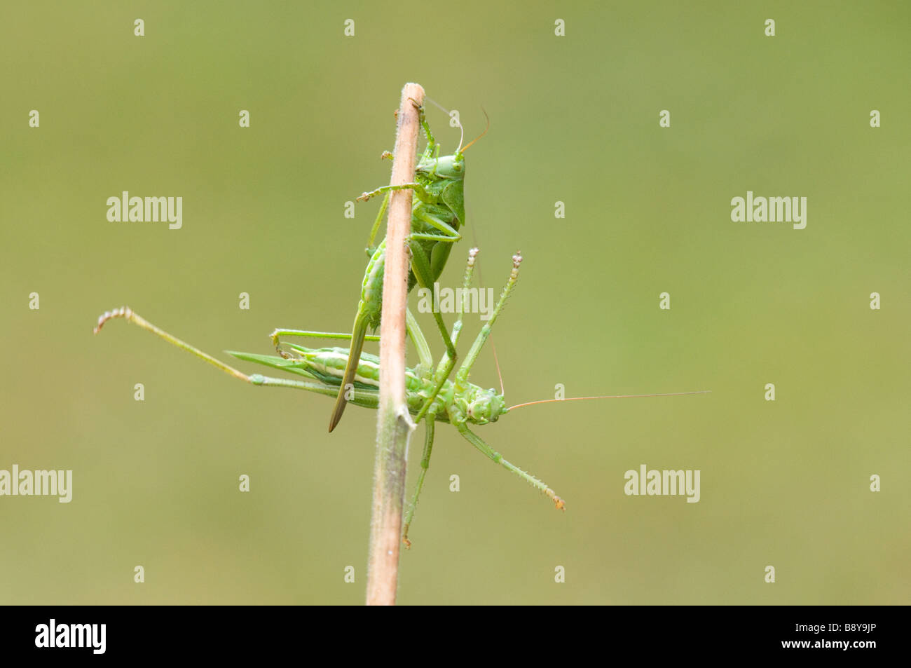 Bush crickets Stock Photo