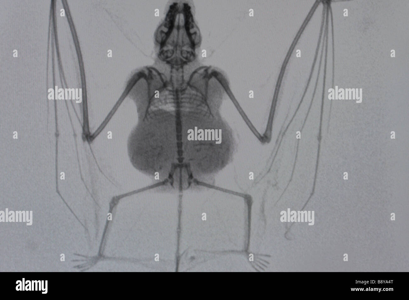 An X-ray image of an Australian Long-eared Bat with twins Stock Photo