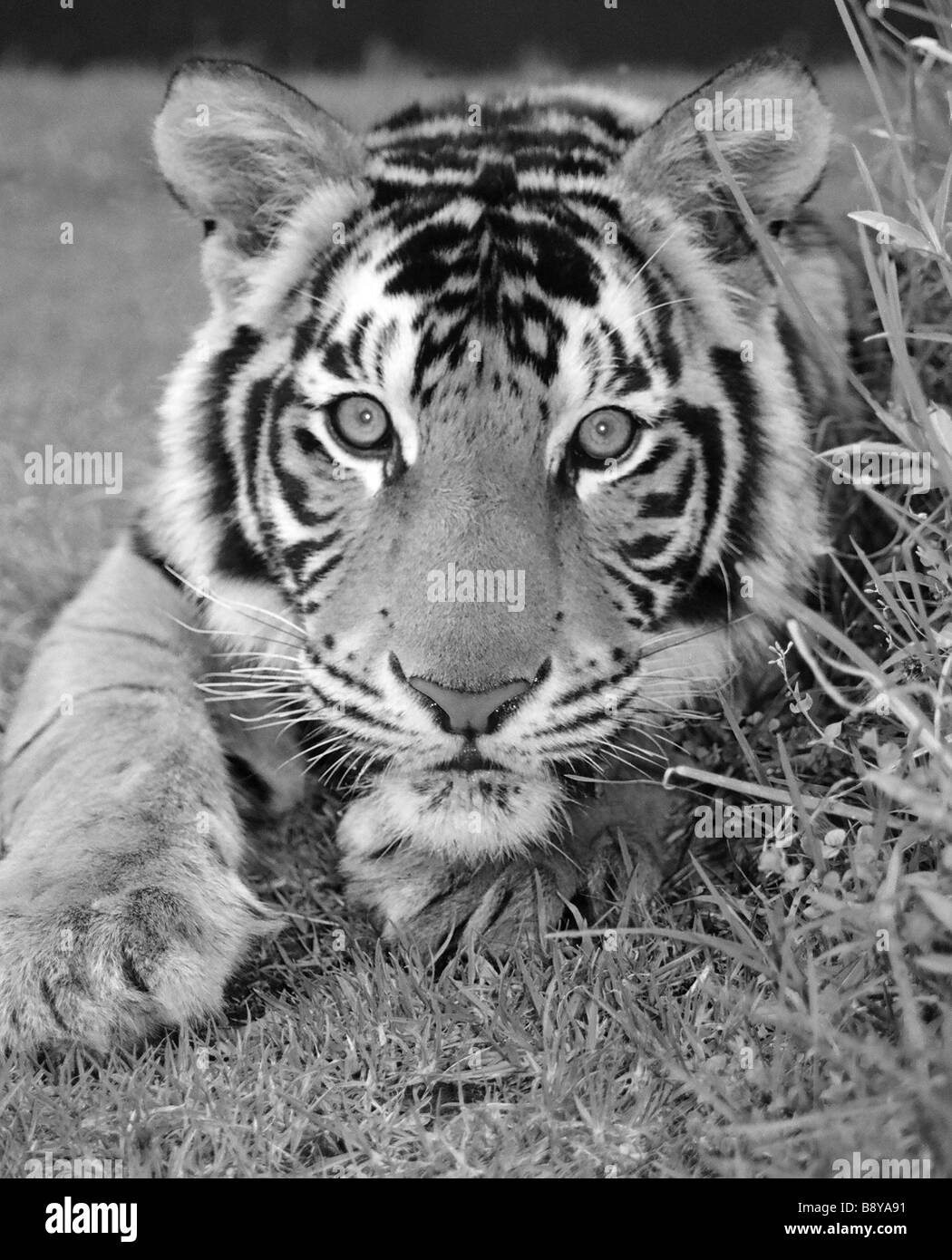 A sub-adult bengal tiger Stock Photo