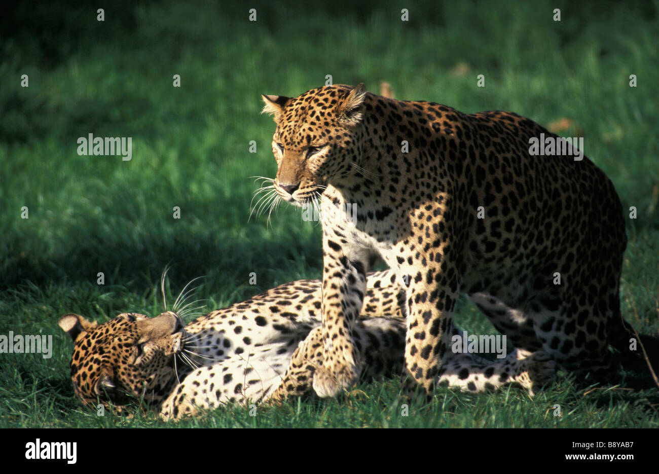 Leopards pair mating Panthera pardus adult affection affectionate Africa animal animal communication animal head animal portrait Stock Photo
