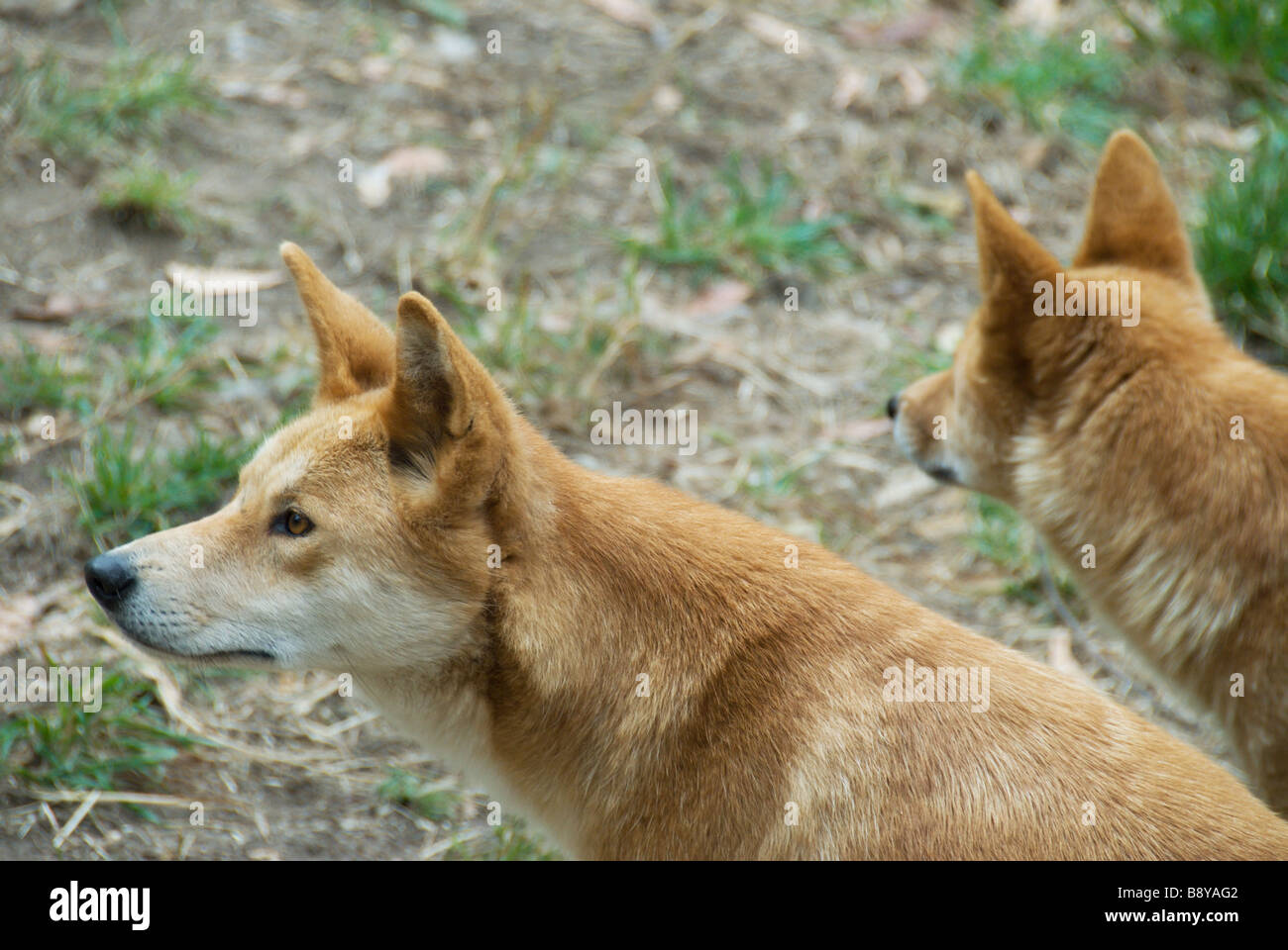 Two Australian dingoes await feeding time at Cleland Wildlife Park Adelaide South Australia Stock Photo