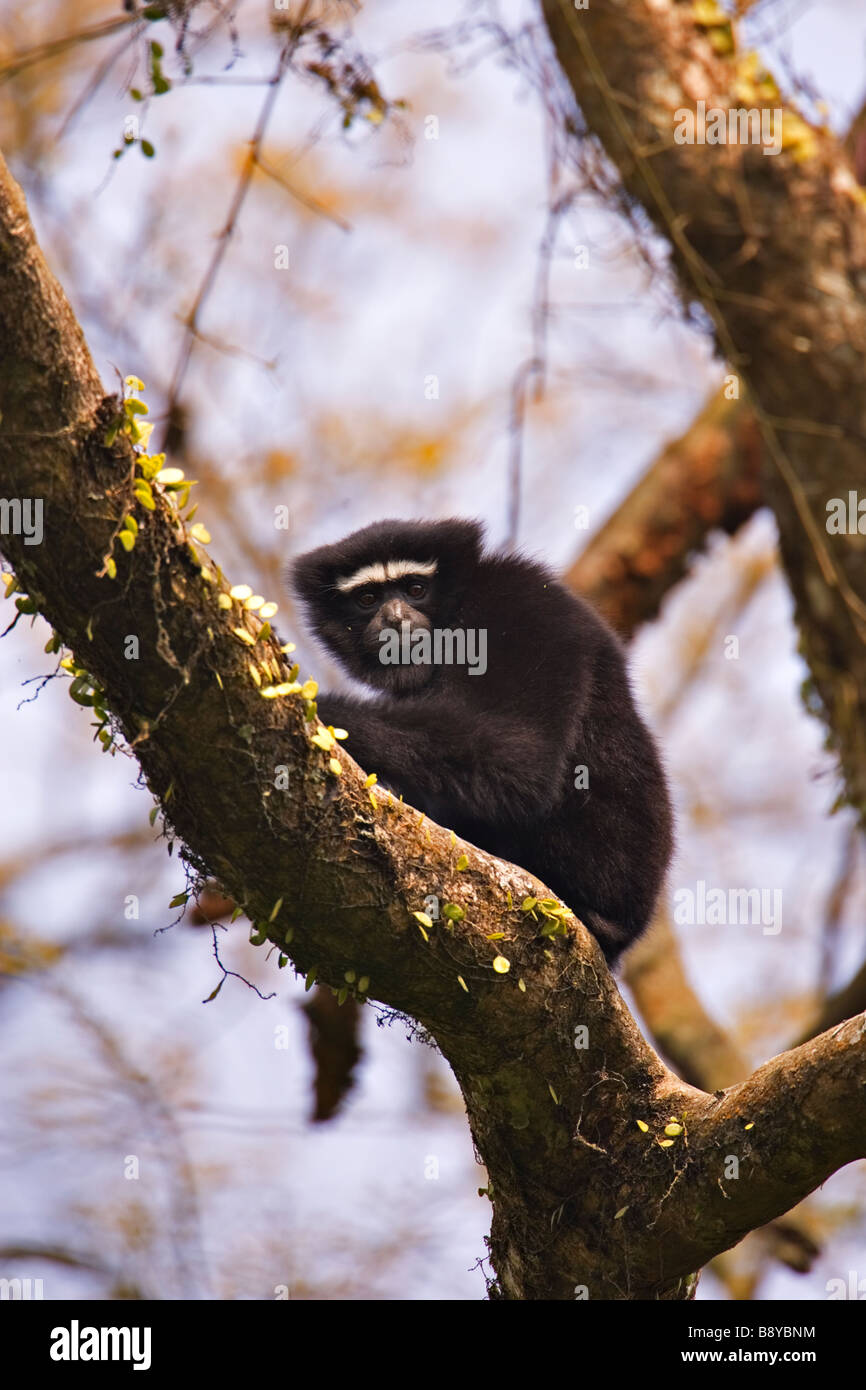 Indian jungle canopy hi-res stock photography and images - Alamy
