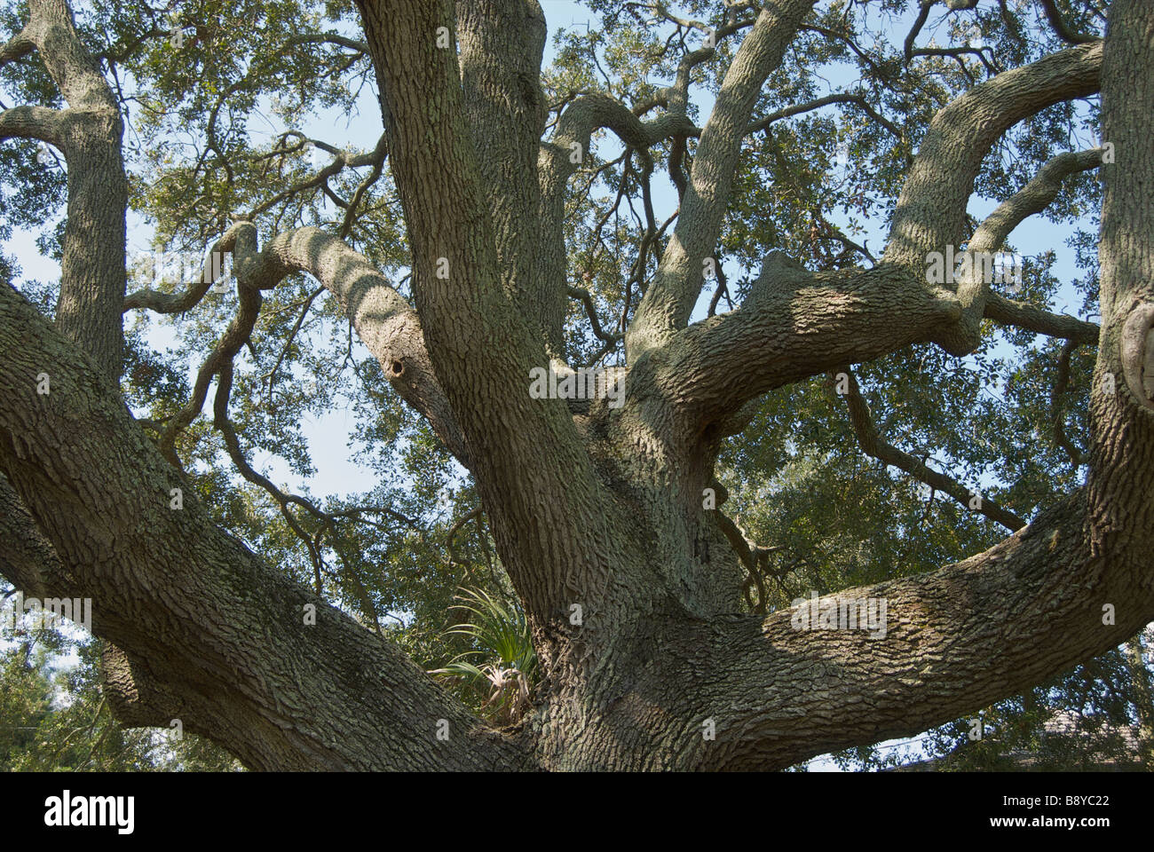 Oak tree limbs Stock Photo