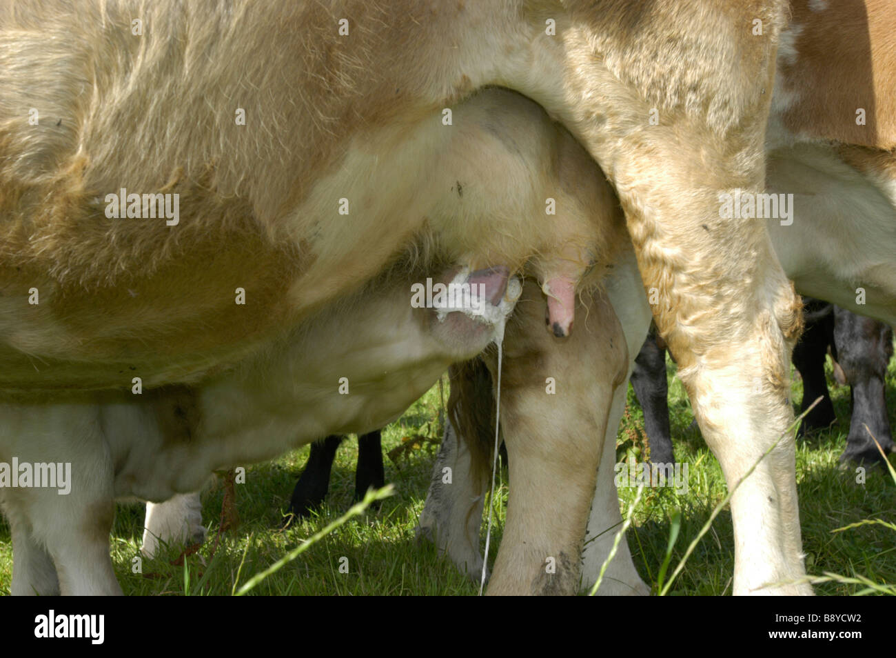 A calf suckling milk on an organic farm Stock Photo