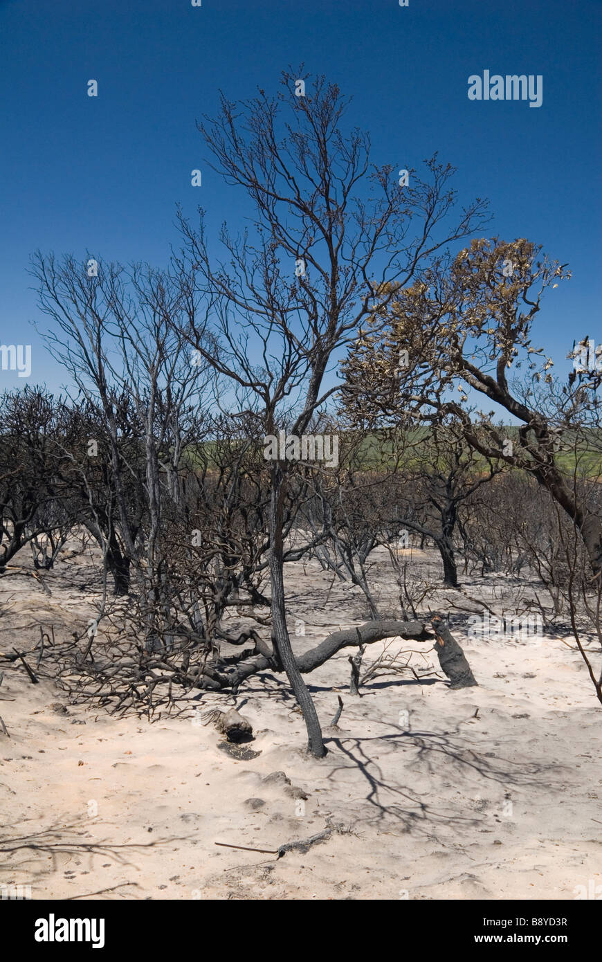 Burnt trees post bush fire in Western Australia Stock Photo