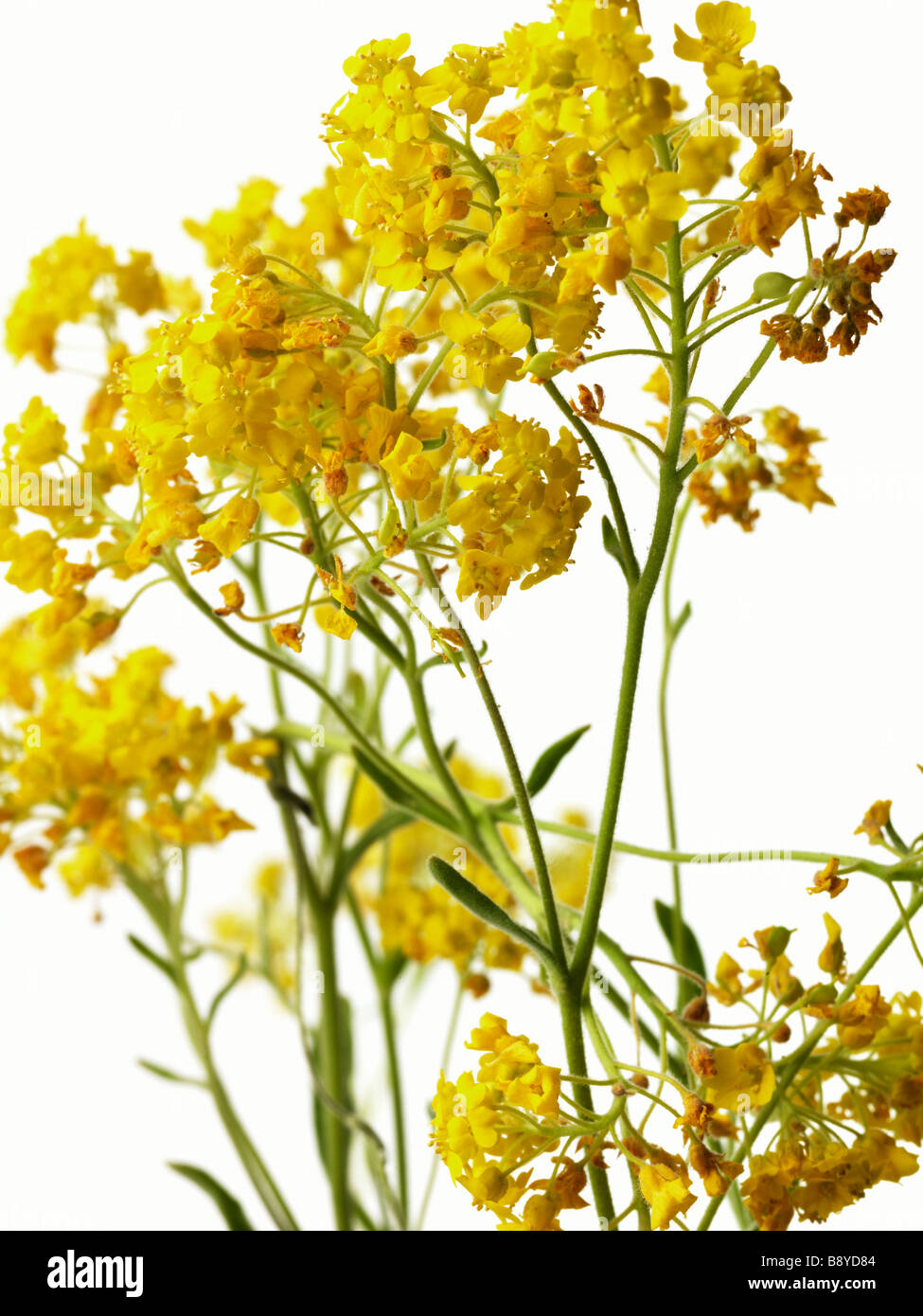 Yellow flowers against white background Stock Photo Alamy