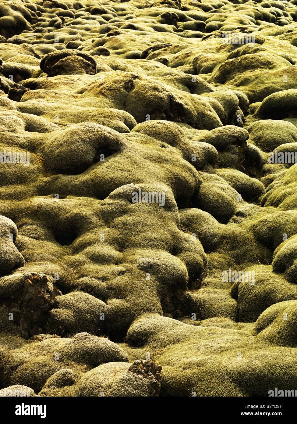 Moss on lava stones Iceland. Stock Photo