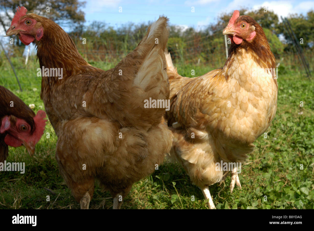 Hens on organic farm Stock Photo