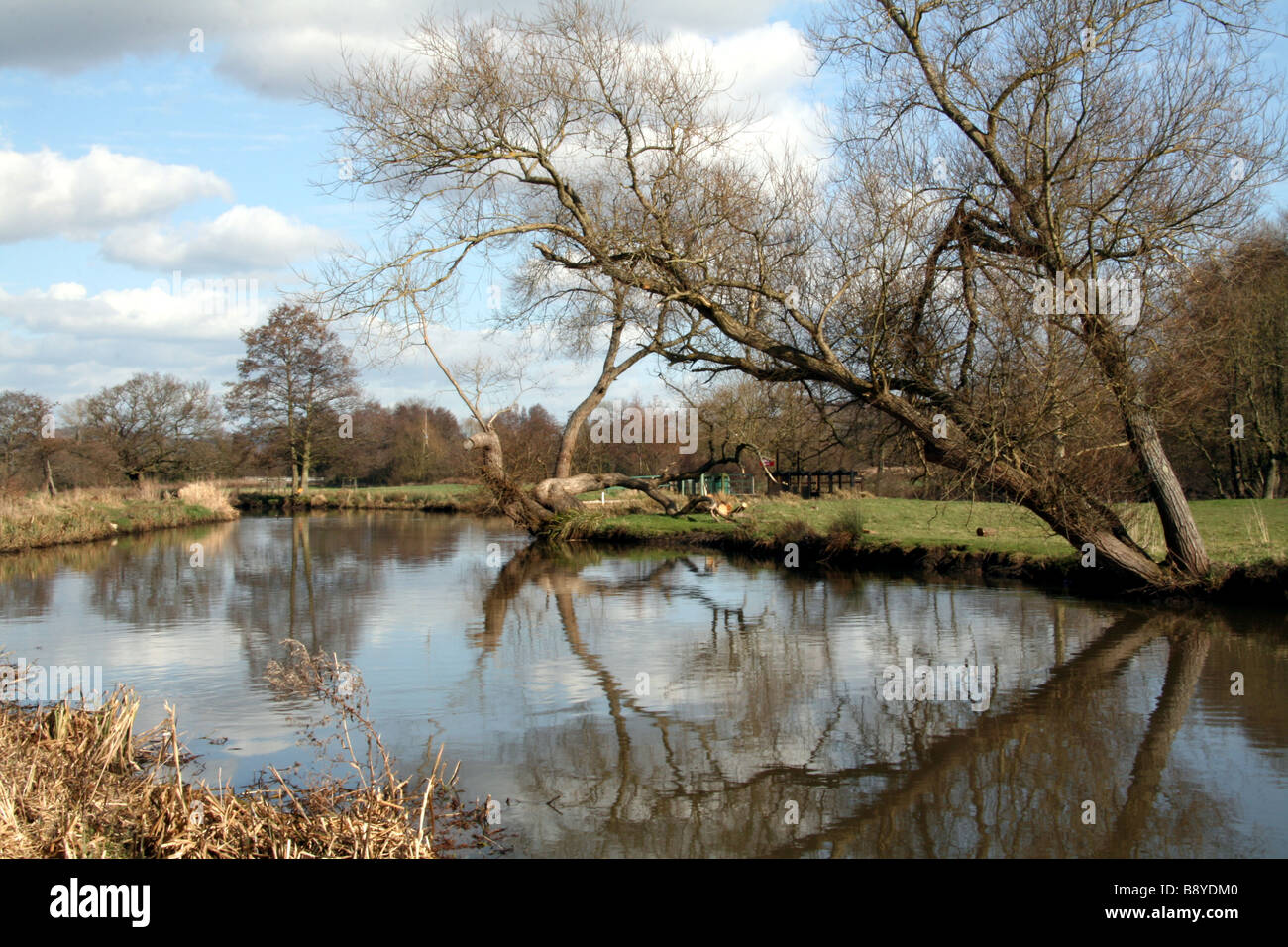 Clouds and Trees reflecting in a canal Stock Photo - Alamy