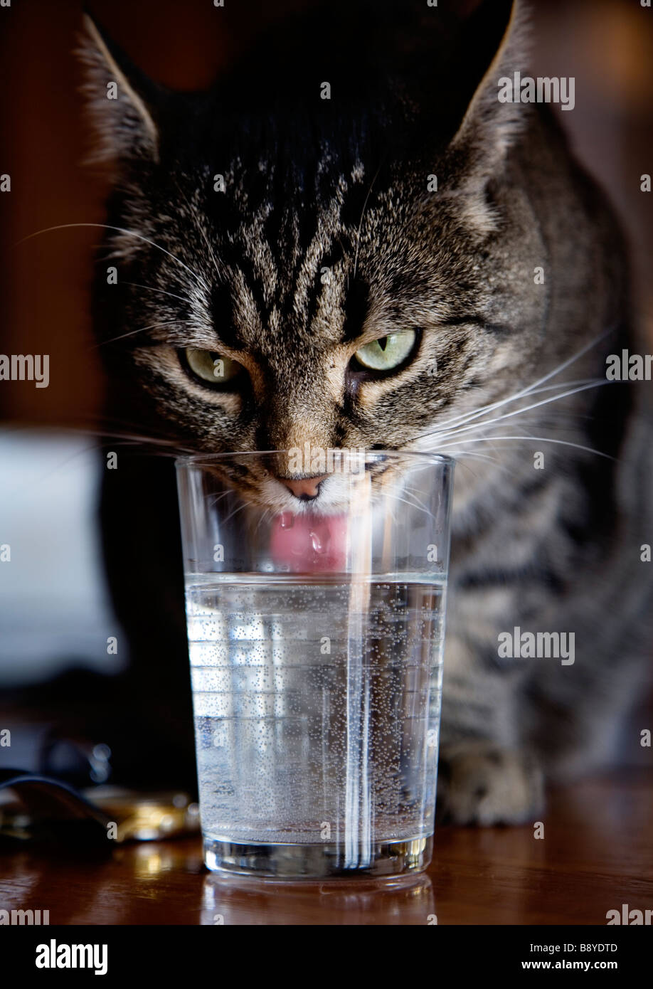 A cat drinking water Stock Photo Alamy
