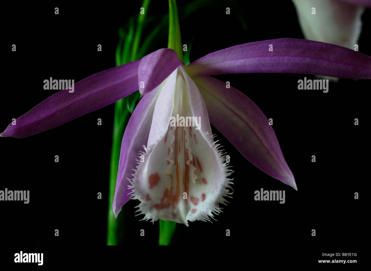 Pleione formosana windowsill orchid flower plant pink purple white set contrast contrasted against a black dark background Stock Photo