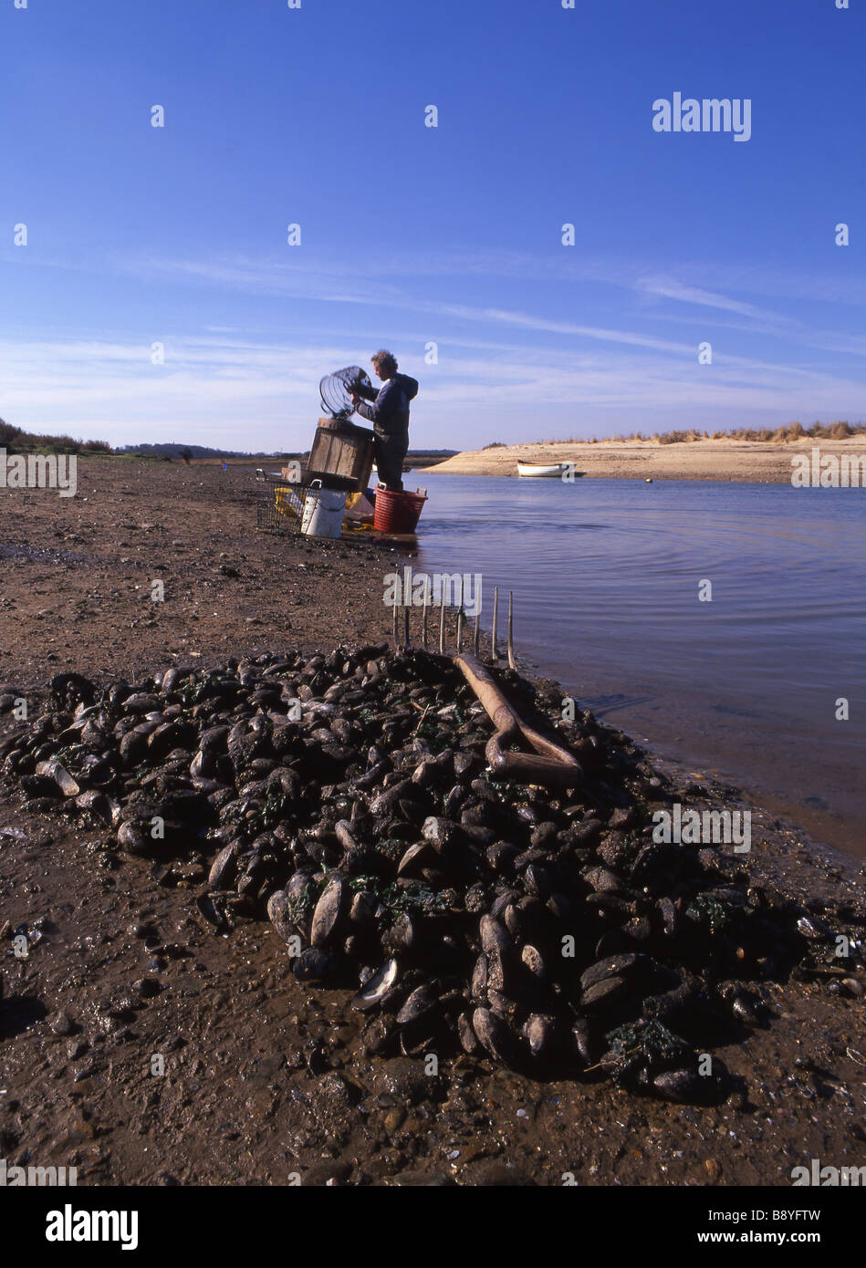 mussels being cleaned at the mouth of the River Stiffkey, north Norfolk. Stock Photo