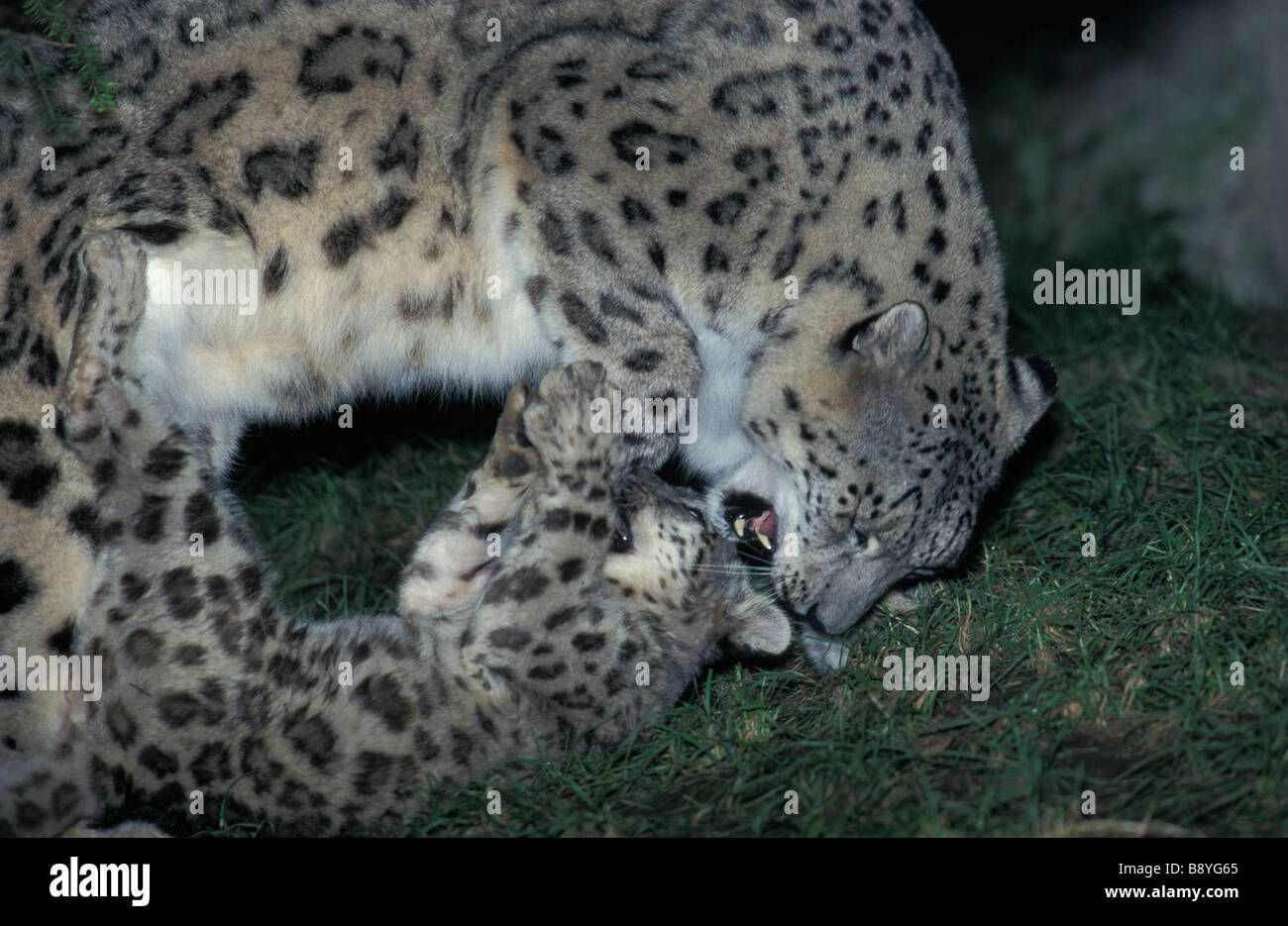 panthere des neiges schneeleopard Snow Leopard Panthera unica Unica unica affection animal Asia Asien big cat Carnivora carnivor Stock Photo