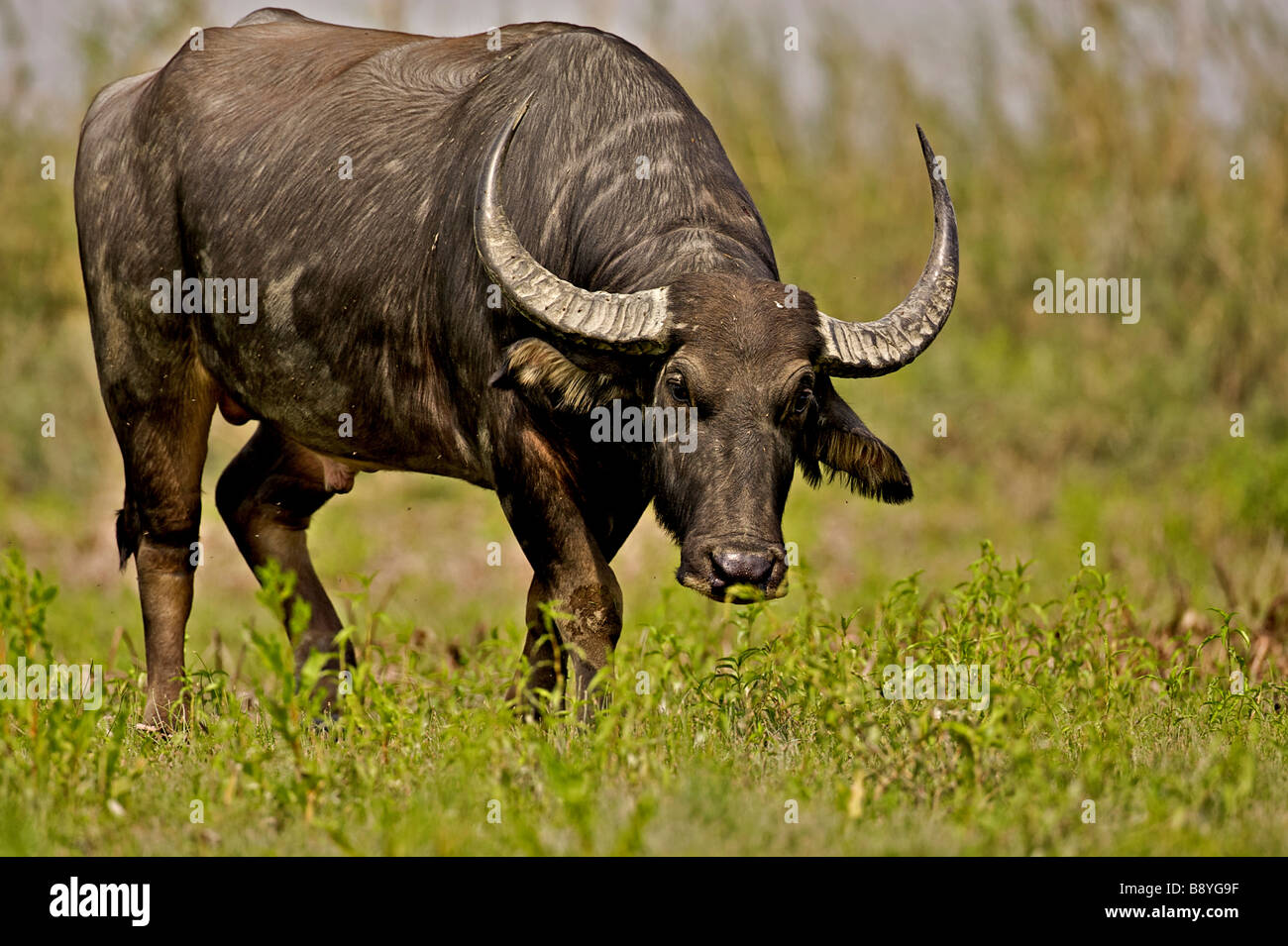 Wild Buffalo in Assam Stock Photo