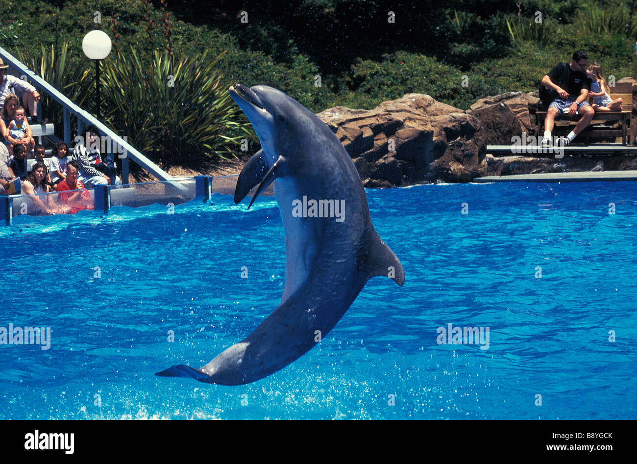 dauphin Nice France Marine land Bottlenose dolphins midair in a spectacle ACTIVITY BALL BOTTLENOSE CAPTIVE CETACEAN DOLPHIN ENTE Stock Photo