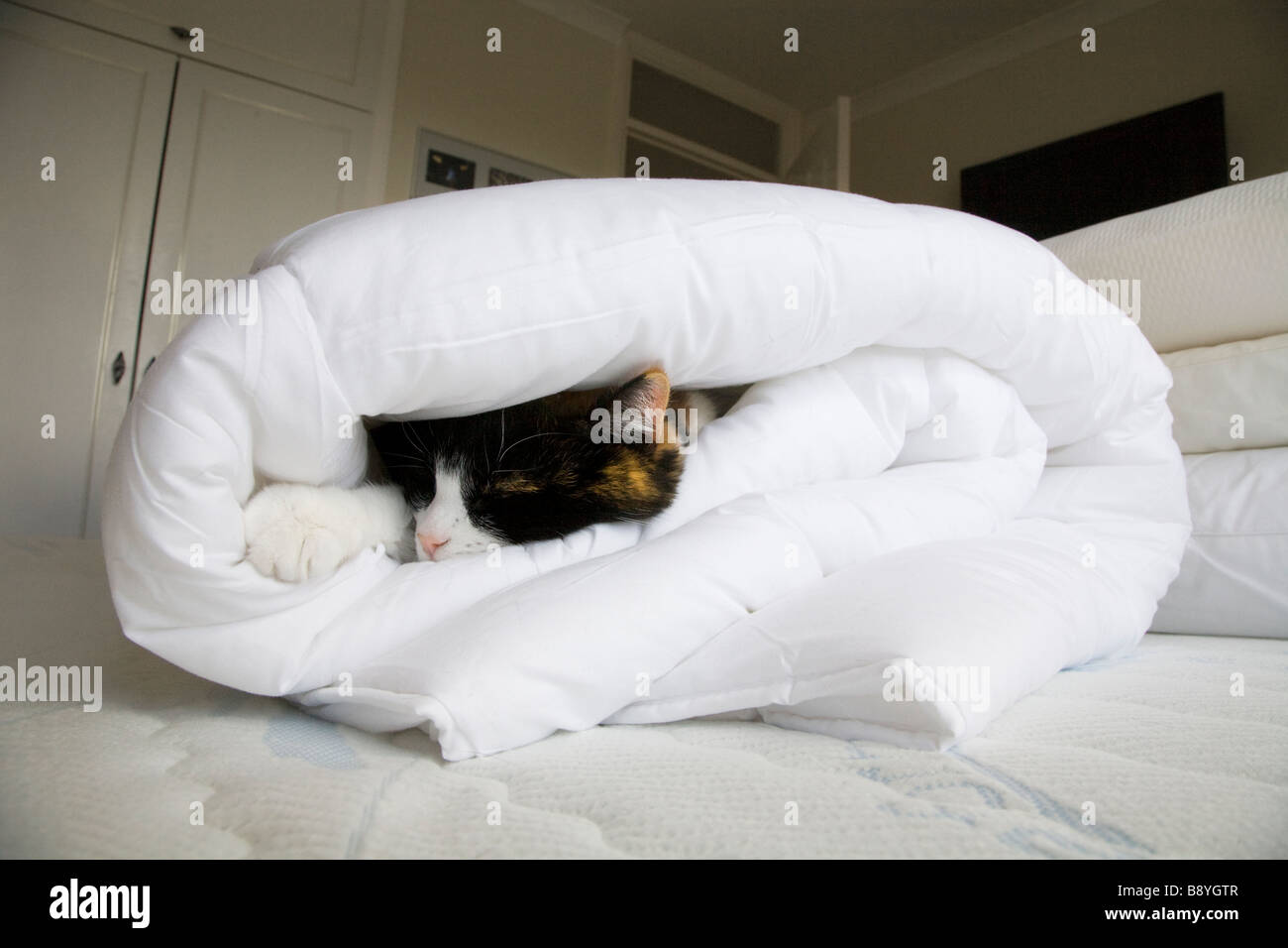 A DOMESTIC CAT SLEEPING IN A ROLLED UP DUVET ON A BED IN THE BEDROOM Stock Photo