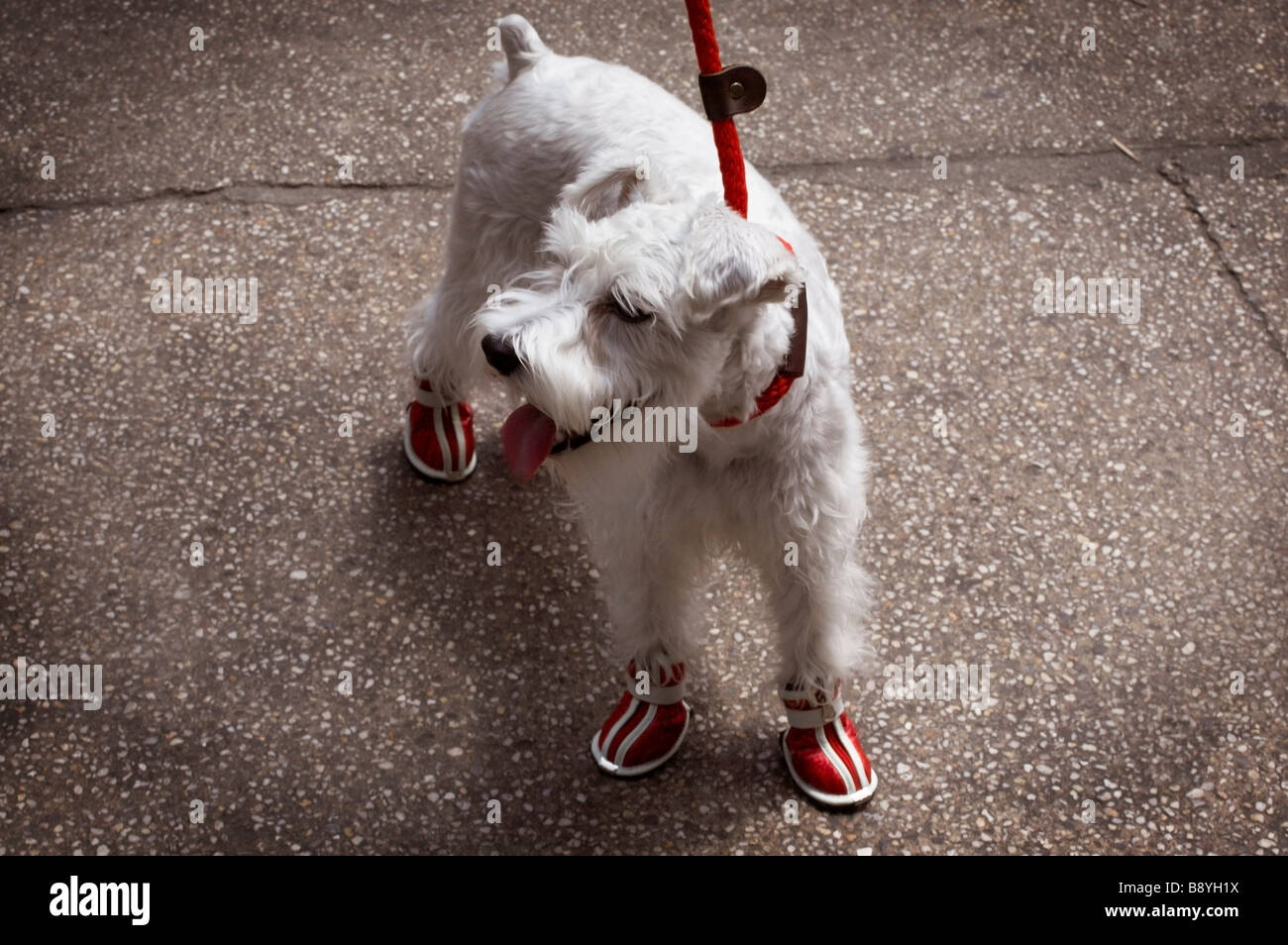 A dog wearing shoes New York City USA. Stock Photo