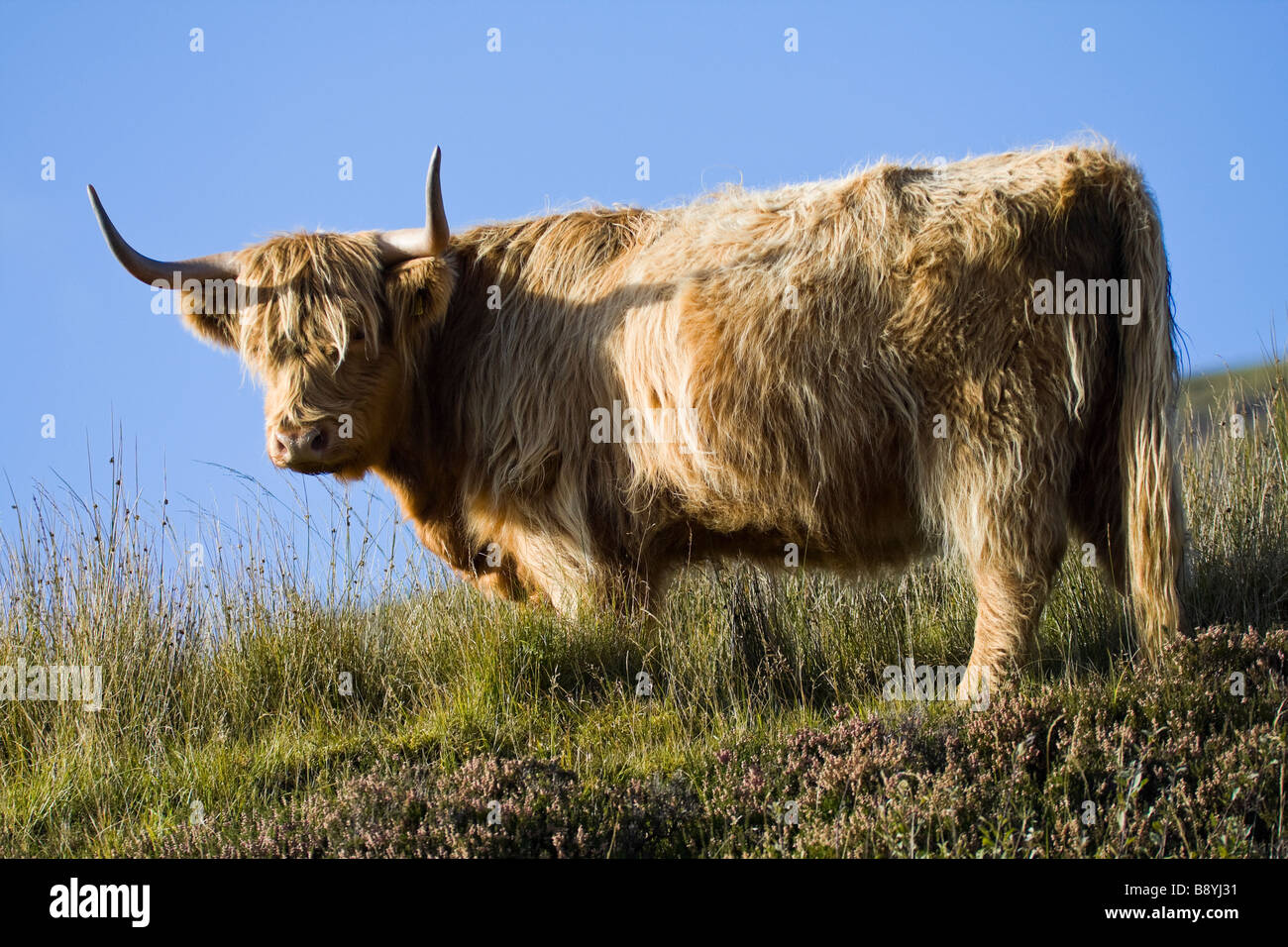 A Scottish highland cattle standing on a hill looking at the viewer Set ...