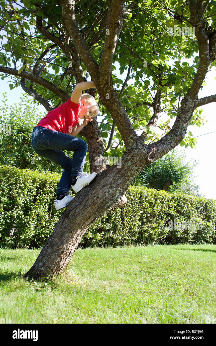 A girl climbing a tree Sweden Stock Photo Alamy