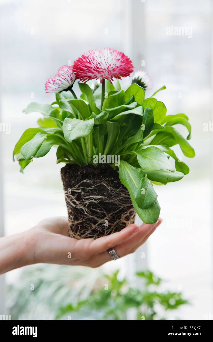 The hands of a woman working in a flower shop Sweden Stock Photo - Alamy
