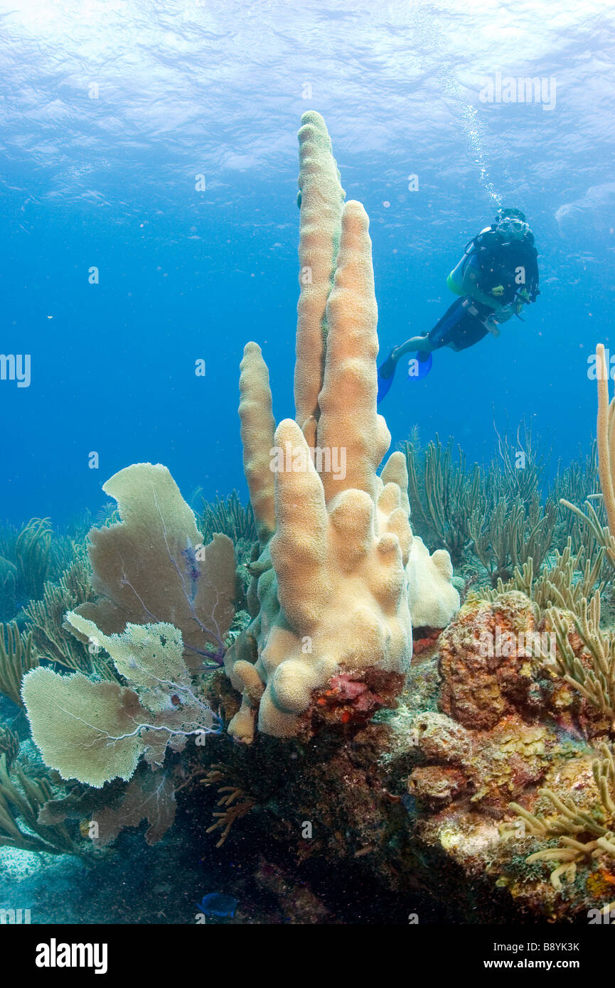 Salt Island Rms Rhone Scuba diving at the wreckage of the RMS Rhone in the waters of the ...