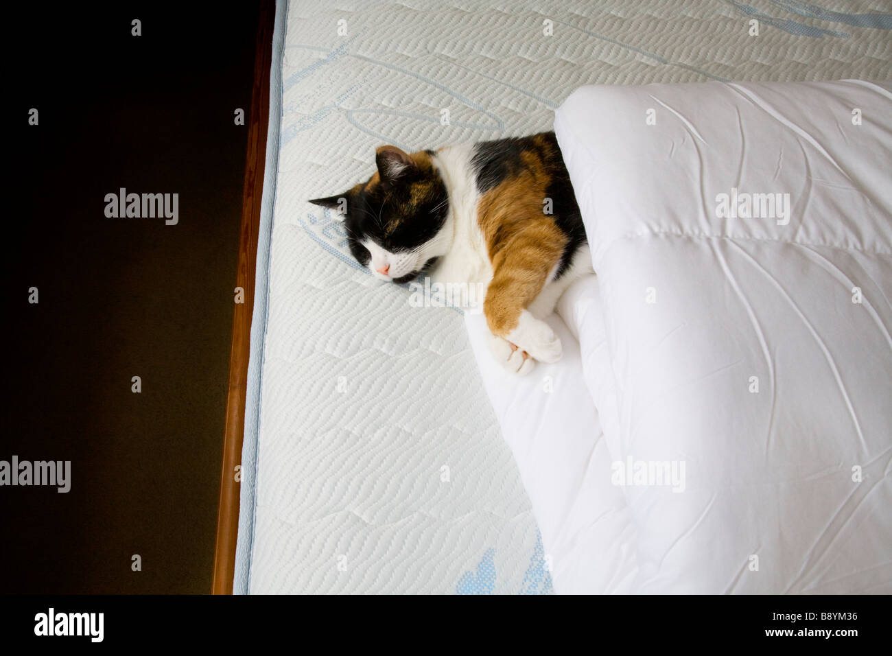 Rolled up sleeping cat hires stock photography and images Alamy